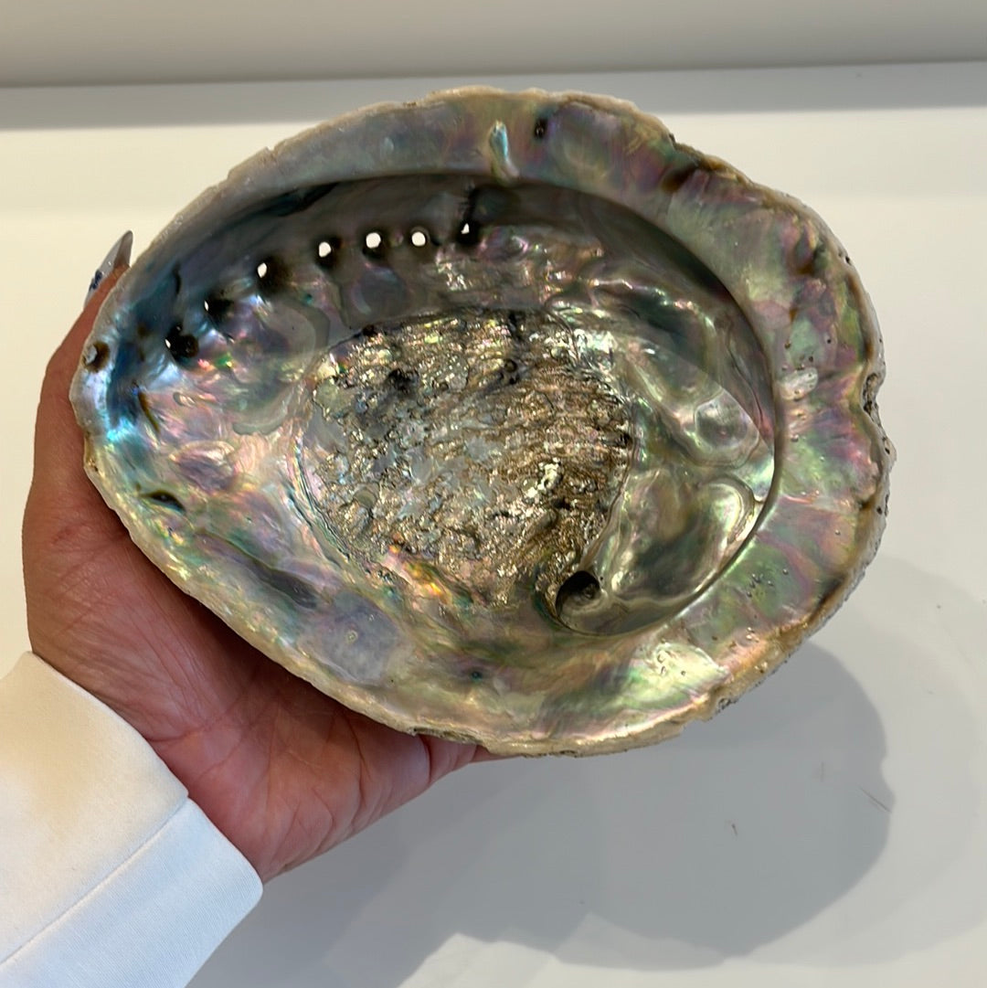 Abalone Shell