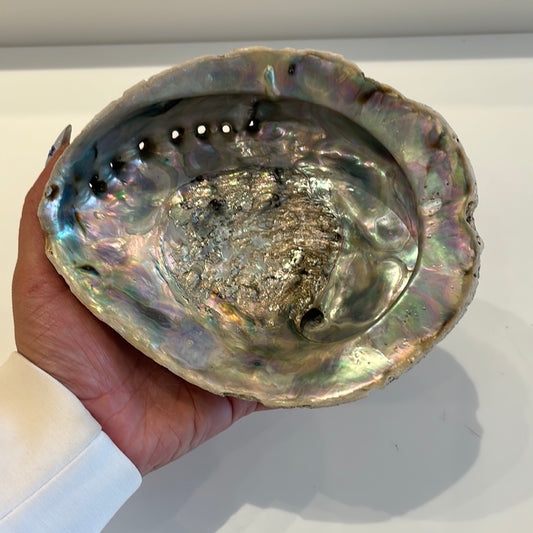 Abalone Shell