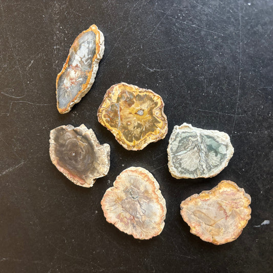 Petrified Wood | Slices