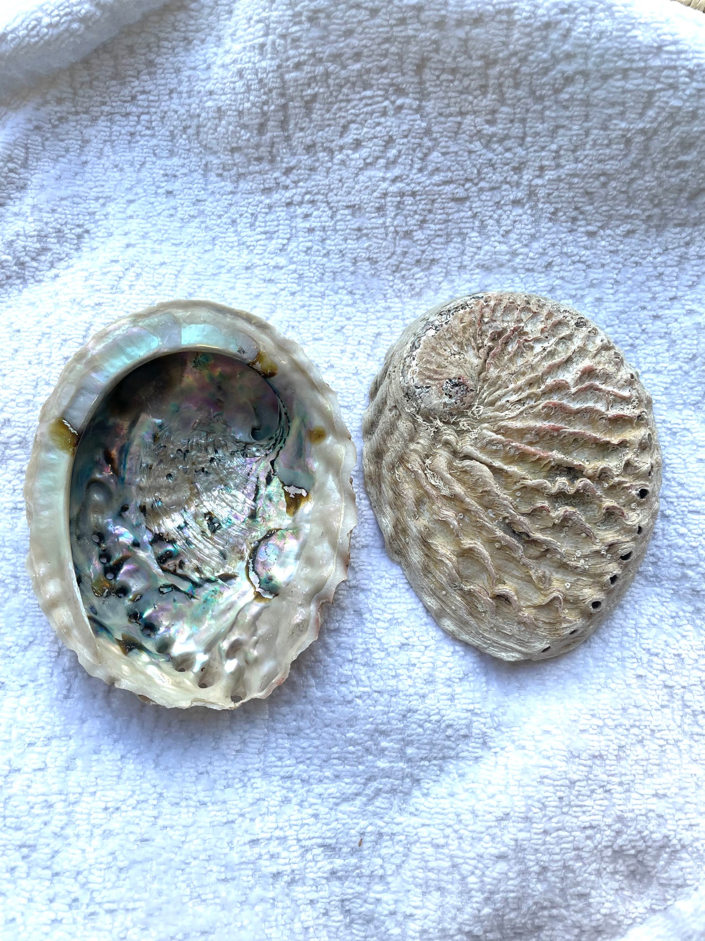 Abalone Shell