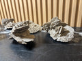 Elephant Ear Selenite