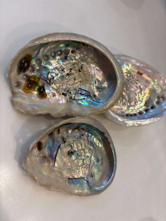 Abalone Shell
