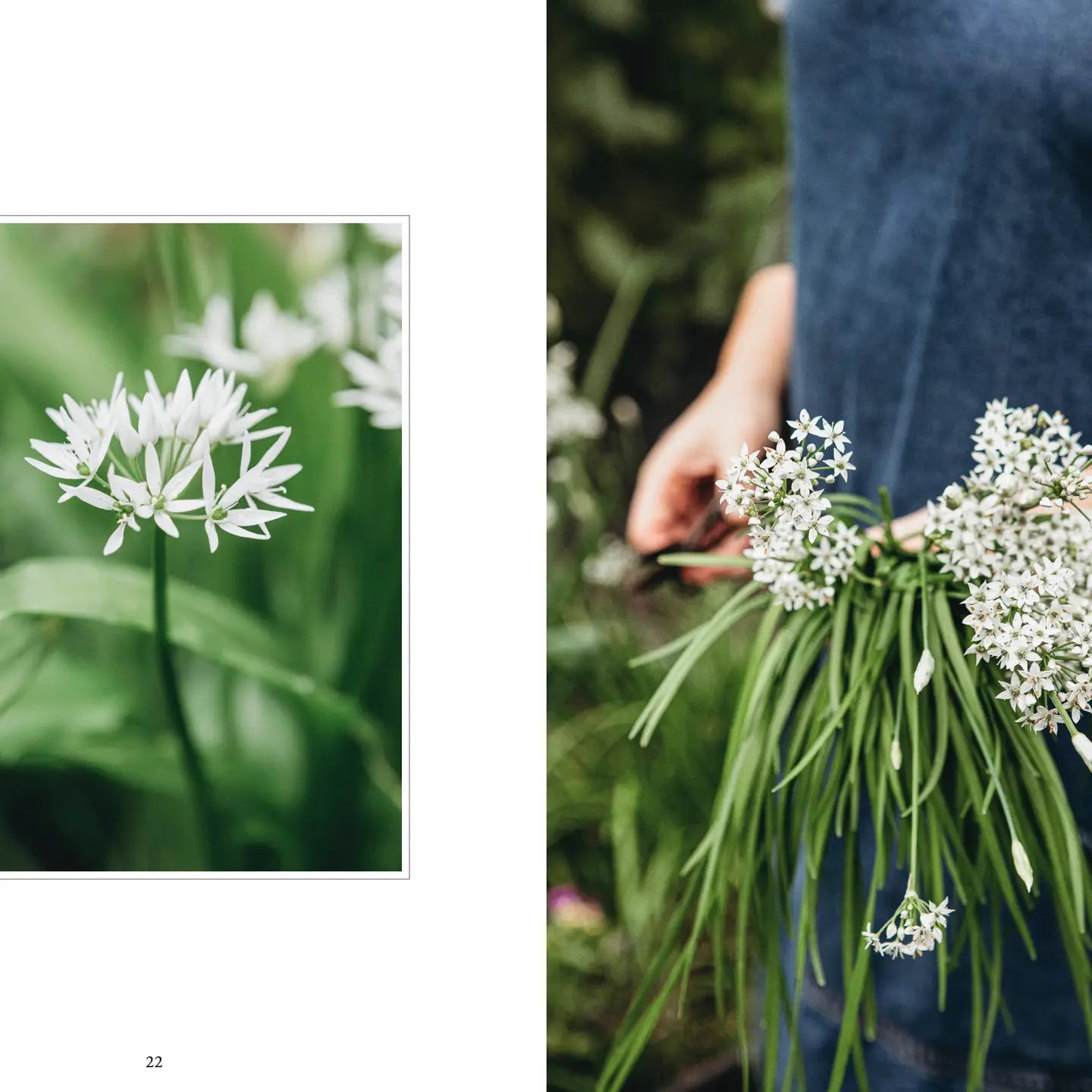 Living With Herbs
