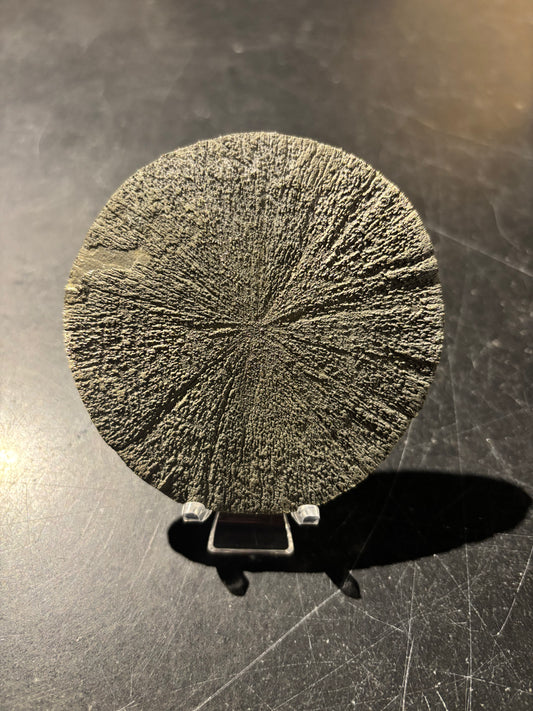 Pyrite Sun | 350 Million Years Old