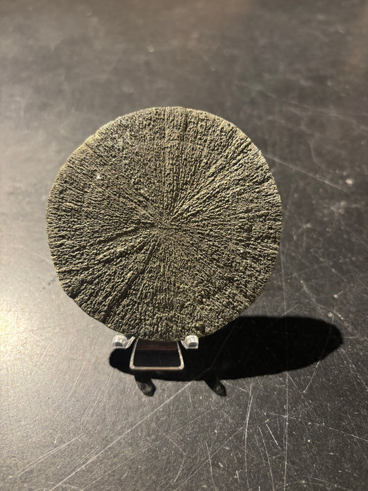 Pyrite Sun | 350 Million Years Old