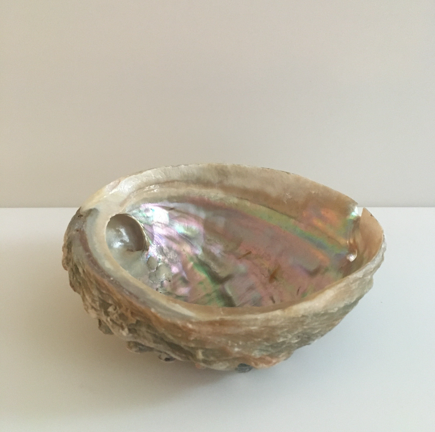 Abalone Shell