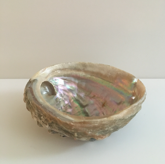 Abalone Shell