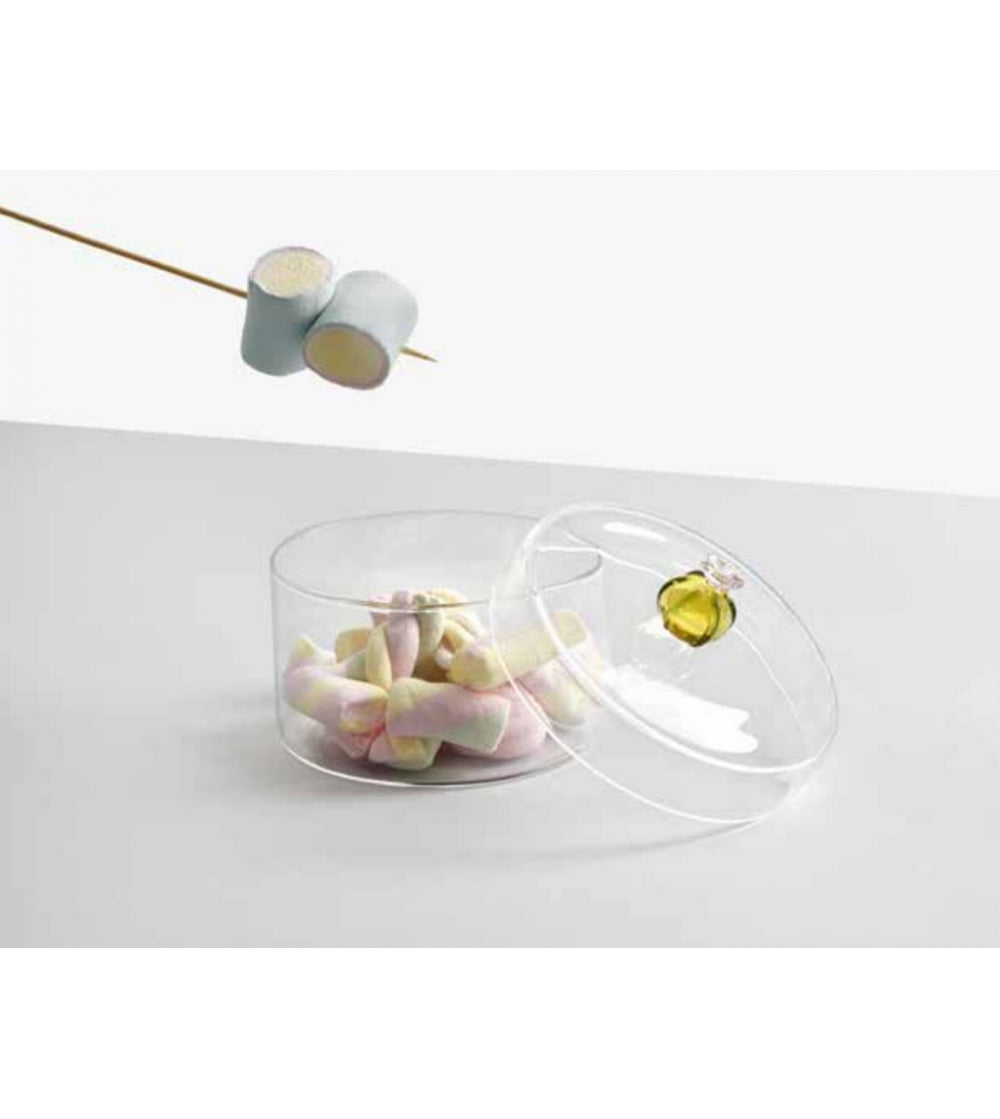 Desert Plants | Cactus Box