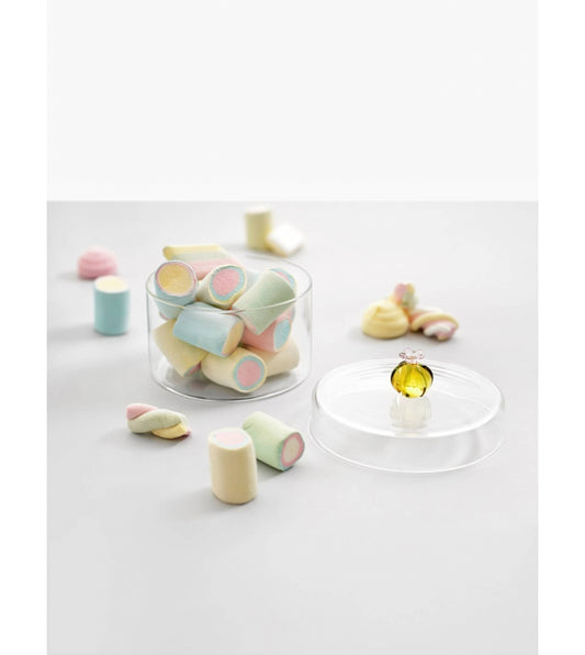 Desert Plants | Cactus Box