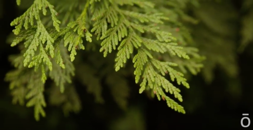 Ethically sourced Arborvitae from Canada